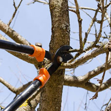 Quand Elagage Reynard étête un arbre à Noisy-le-Roi 78