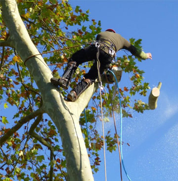 Quand Elagage Reynard étête un arbre à Noisy-le-Roi (78