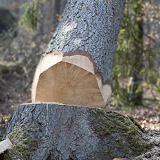 Entreprise réputée en élagage d’arbre