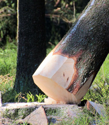 Règlements pour un abattage d'arbre