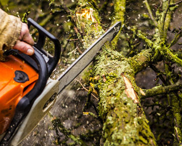 Élagueur professionnel à Feucherolles 78