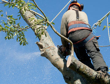 Notre entreprise pour vos besoins d'élagage ou d’étêtage d'arbres