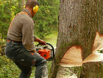 Que faut-il savoir lors d'un abattage d'arbre ?