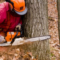 travaux d'arbres sur tous Yvelines 78